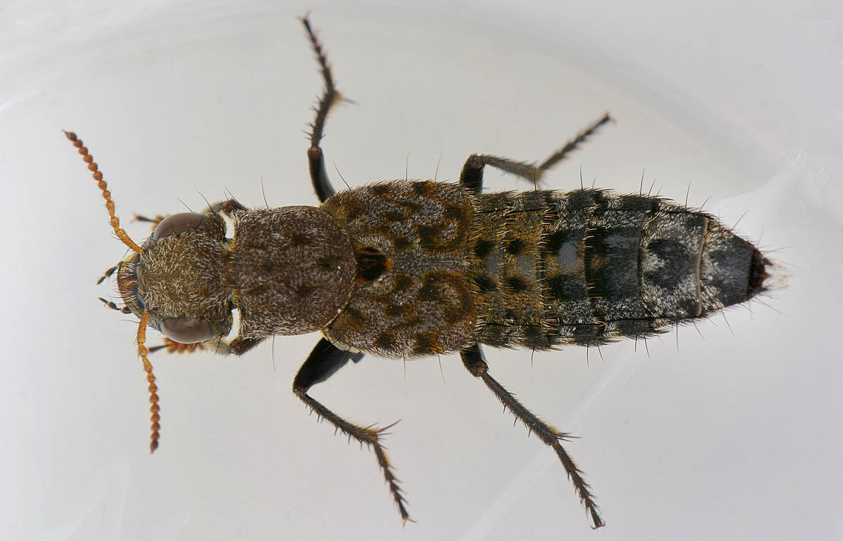 Ontholestes murinus, Staphylinidae